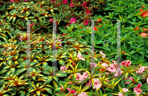 Picture of Impatiens x hawkeri 'New Guinea'