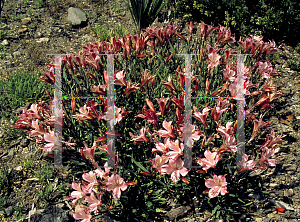 Picture of Alstroemeria hookeri 