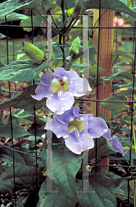 Picture of Thunbergia grandiflora 