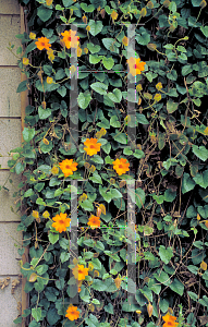 Picture of Thunbergia gregorii 