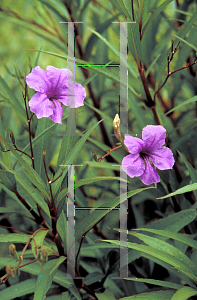 Picture of Ruellia nudiflora 