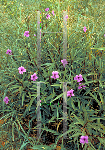 Picture of Ruellia nudiflora 