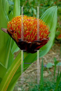 Picture of Haemanthus coccineus 