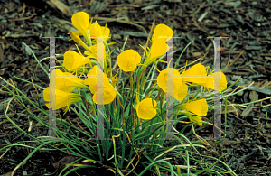 Picture of Narcissus bulbocodium 