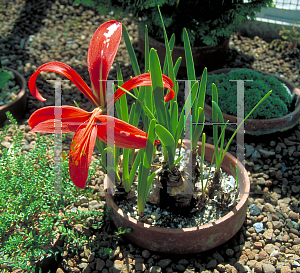 Picture of Sprekelia formosissima 'Superba'