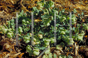 Picture of Origanum rotundifolium 