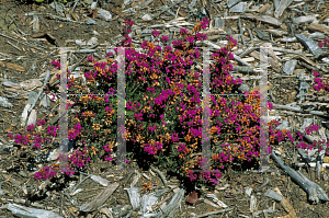 Picture of Erica cinerea 'Atropurpurea'