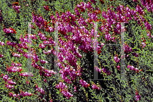 Picture of Erica ciliaris 'Mrs. C.H. Gill'