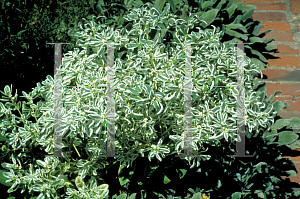 Picture of Euphorbia marginata 