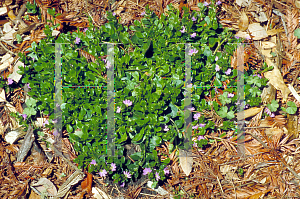 Picture of Scaevola  'Mauve Clusters'