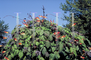 Picture of Ipomoea lobata 