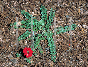 Picture of Verbena peruviana 