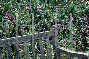 Picture of Verbena bonariensis 