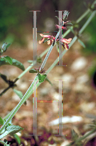 Picture of Stachys albotomentosa 