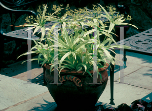 Picture of Cyperus albostriatus 'Variegatus'