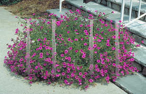 Picture of Petunia integrifolia var. integrifolia 