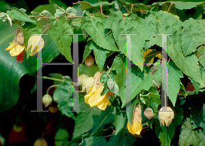 Picture of Abutilon megapotamicum 