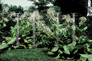 Picture of Nicotiana sylvestris 