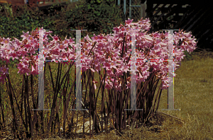 Picture of Amaryllis belladonna 