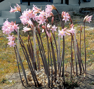 Picture of Amaryllis belladonna 