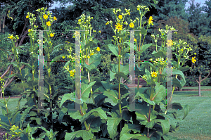 Picture of Silphium perfoliatum 