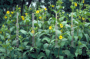 Picture of Silphium perfoliatum 