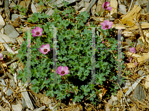 Picture of Geranium cinereum 'Ballerina'