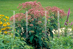 Picture of Eupatorium purpureum 'Gateway'