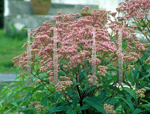 Picture of Eupatorium purpureum 'Gateway'