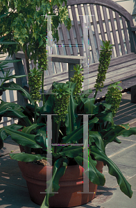 Picture of Eucomis bicolor 