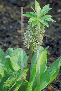 Picture of Eucomis bicolor 