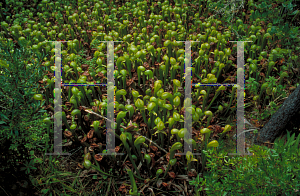 Picture of Darlingtonia californica 