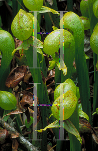 Picture of Darlingtonia californica 