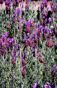 Picture of Lavandula stoechas 