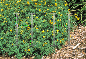 Picture of Corydalis lutea 