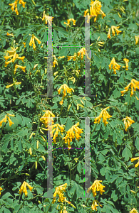 Picture of Corydalis lutea 