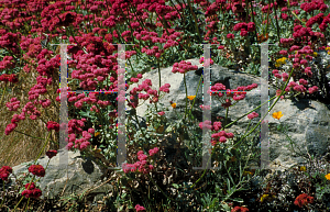 Picture of Eriogonum grande var. rubescens 