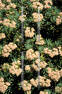 Picture of Eriogonum arborescens 