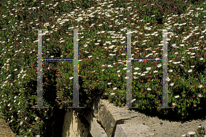 Picture of Lampranthus vredenbergensis 