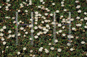 Picture of Lampranthus vredenbergensis 