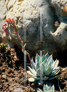 Picture of Echeveria peacockii 