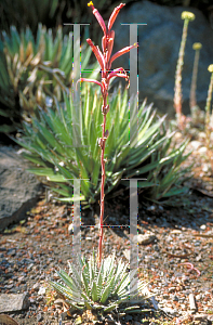 Picture of Agave parviflora 