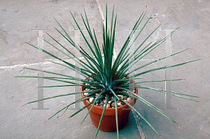 Picture of Agave stricta 