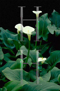 Picture of Zantedeschia aethiopica 