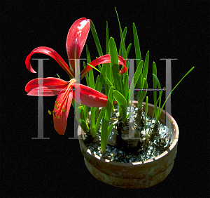 Picture of Sprekelia formosissima 'Superba'