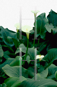 Picture of Zantedeschia aethiopica 