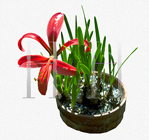 Picture of Sprekelia formosissima 'Superba'