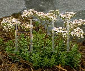 Picture of Sedum album 