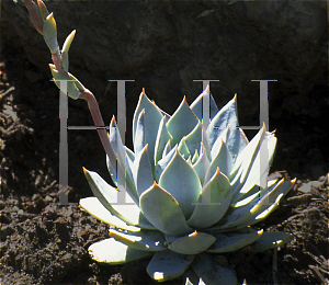 Picture of Echeveria peacockii 