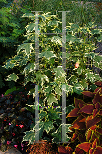 Picture of Abutilon  'Souvenir de Bonn'